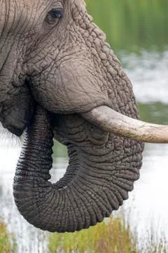Close up of Elephant head Pattern and Texture Stock Photos