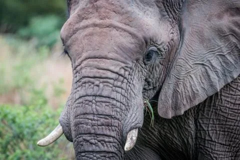 A close up of an Elephant head. Foto stock