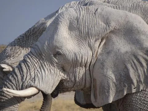 Close up of an elephant head Stock Photos