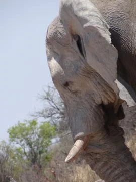 Close up of an elephant head Stock Photos