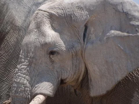 Close up of an elephant head Stock Photos