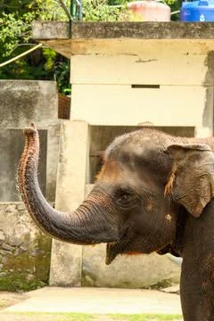 A close-up elephant head Foto stock