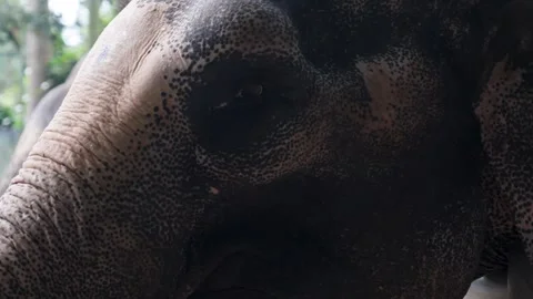 Close up of an elephant in Koh Samui Stock Footage 301846126
