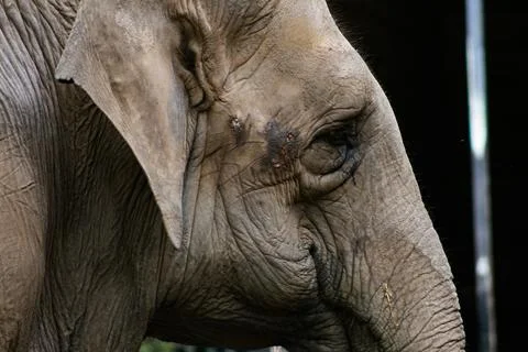 Close up to the elephant of La Plata Stock Photos