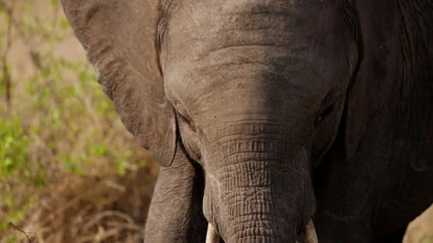 Close-up Of An Elephant Looking Downwards Stock Footage 236507150
