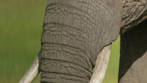 Close Up Elephant Masai Mara Stockbeeldmateriaal 244946785