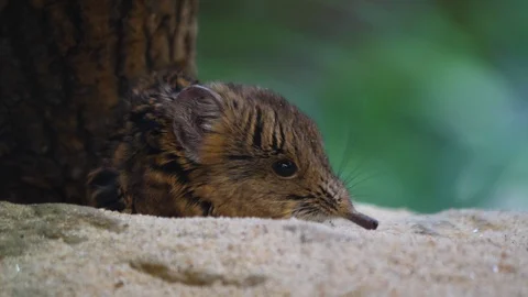 Close up of Elephant Mouse or elephant shrew or jumping mouse Stock Footage 122599426