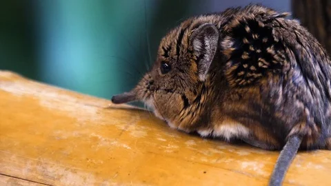 Close up of an Elephant Mouse or elephant shrew Stock Footage 123050017
