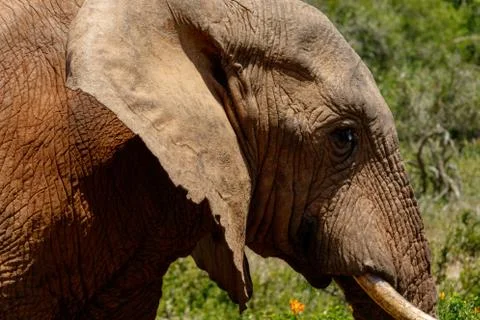 Close up of an Elephant passing by Stock Photos
