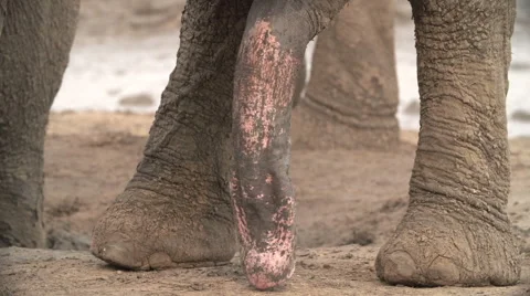 Close-up of elephant penis Stock Footage 46375440