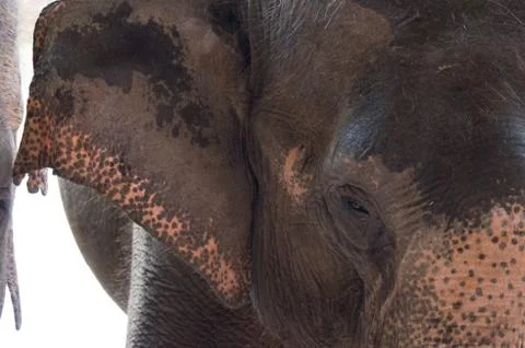Close up elephant Stock Photos