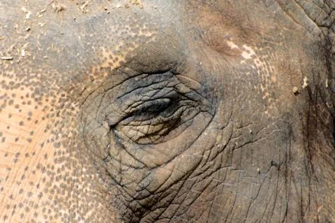 Close up of an elephant 写真素材