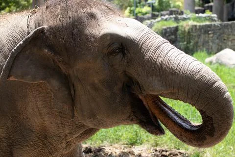 Close up an Elephant portrait Stock Photos