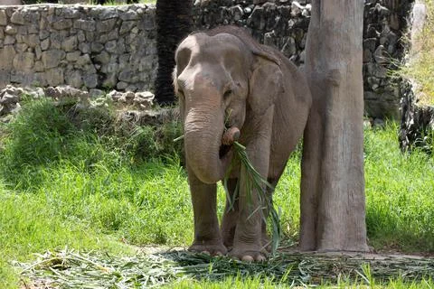 Close up an Elephant portrait Stock Photos