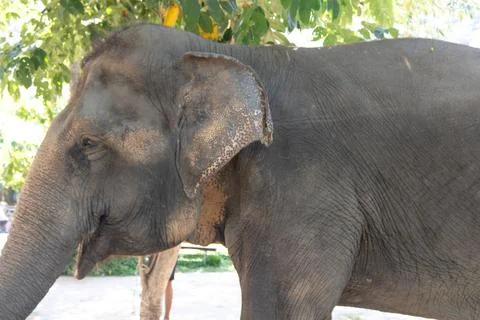 Close-Up Elephant Portrait. Stock Photos