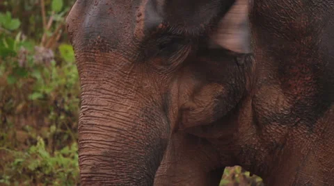 Close Up Elephant in Rain Stock Footage 45613756