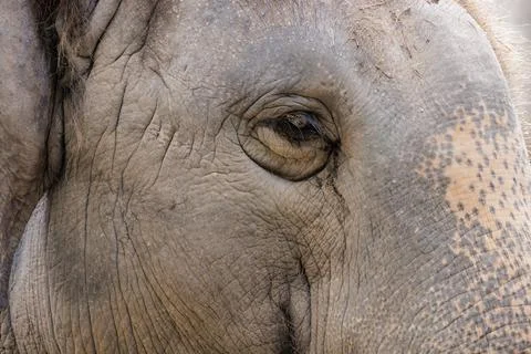 Close up of elephant right eye Stock Photos