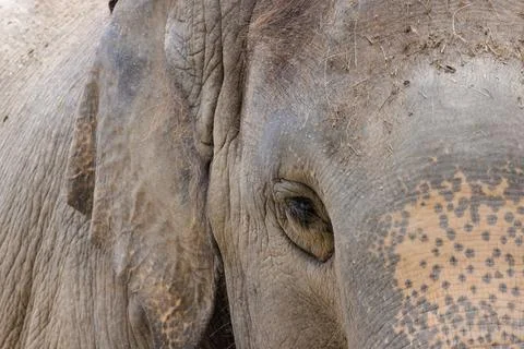 Close up of elephant right eye Stock Photos