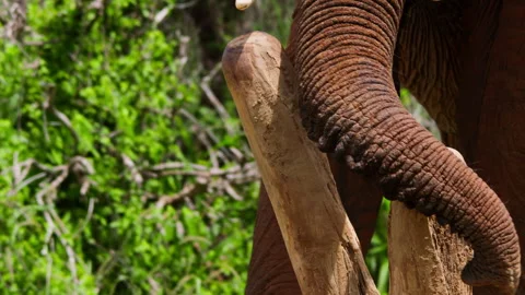 Close up of an elephant scratching its trunk on a pole Stock Footage 256907153