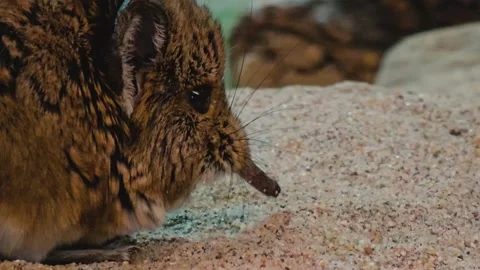 Close up of an Elephant shrew Stock Footage 259590098