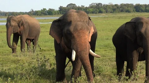 Close up of an elephant in slow motion, eating, moving its ears to cool down. Stock Footage 89480484