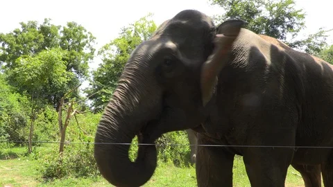 Close-up of elephant Sri Lanka Stock Footage 104893481