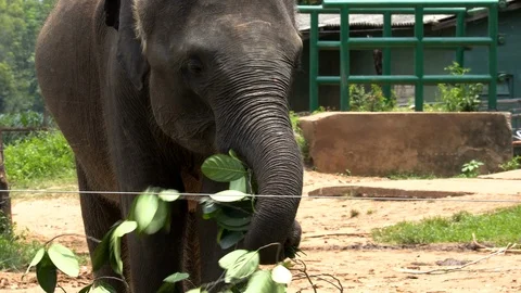 Close-up of elephant Sri Lanka Stock Footage 105027119