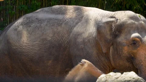 Close up of an elephant standing  Stock Footage 278041583