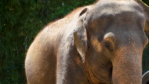 Close up of an elephant standing  Stock Footage 278041767