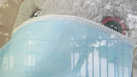 Close-up of elephant stuffed animal by window wearing face mask Stock Footage 131060613
