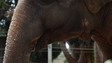 Close-Up Of Elephant Trunk And Wrinkled Skin Texture Stock Footage 343280200