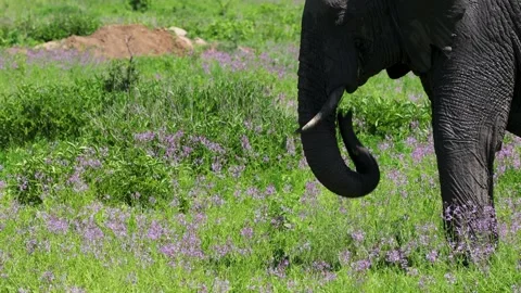 Close up of Elephant trunk feeding on grass in Ruaha National Park, Tanzania 스톡 동영상 330420757