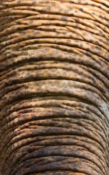 Close-up of an elephant trunk Stock Photos