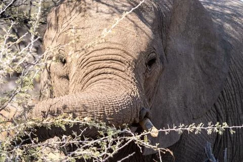 Close-up of an Elephant trunk Stock Photos