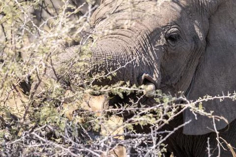 Close-up of an Elephant trunk Stock Photos