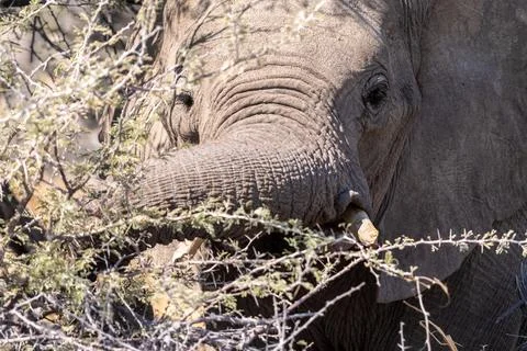 Close-up of an Elephant trunk Stock Photos