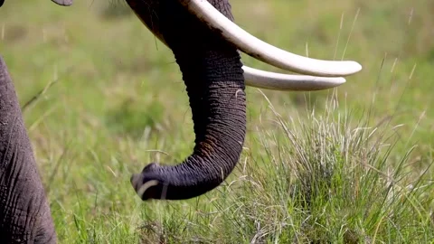 Close-up Elephant Trunk Wrapping Around and Picking Up Grass Stock Footage 168769464