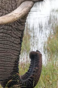 Close up of Elephant Tusk Trunk Pattern and Texture Stock Photos