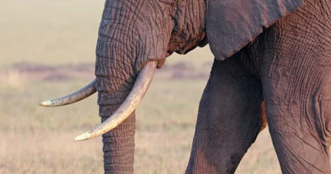 Close Up of Elephant tusks while eating at sunset Video stock 244948776