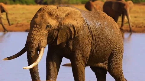 Close-Up of Elephant Walking Under Sunlight Stock Footage 322549953