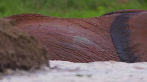 Close up of an elephant while it crosses a dam half submerged in water Stock Footage 256906482