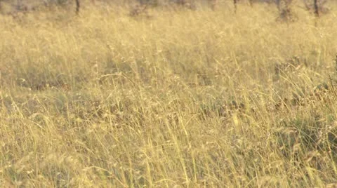 Close-up of elephant, wildebeest in the back Stock Footage 12658514