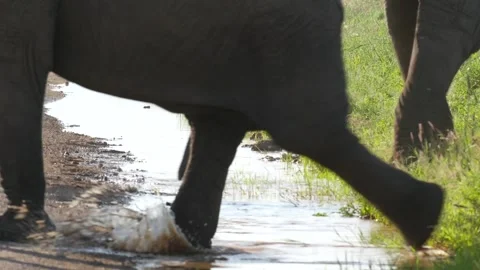 Close up of elephants in Amboseli Stock Footage 132829381