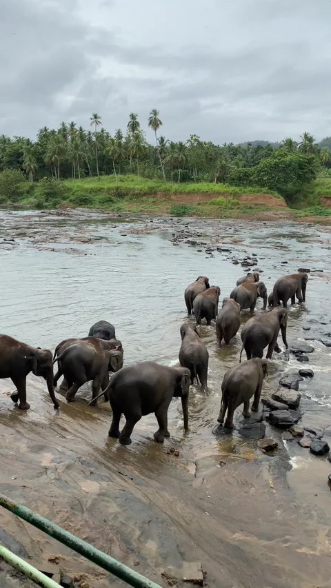 Close-up of elephants bathing and spraying water with trunks 스톡 동영상 314273940