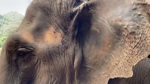 Close-up of an elephant's ear Stock Footage 247077224