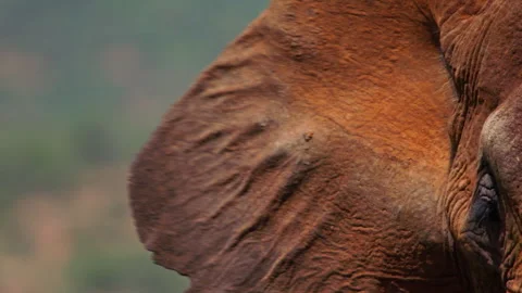 Close up of an elephant's ear as it flaps them Vídeo Stock 256908071