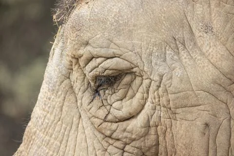 Close up of an elephant's eye Stock Photos