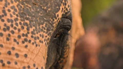 Close-up of an elephant’s eye in Sri Lanka Stock Footage 309619244
