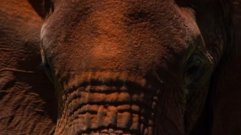 Close up of an elephant's eyes as it is chewing during the morning Stock Footage 256907957