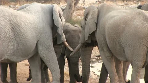 Close up of elephants Video stock 12127650